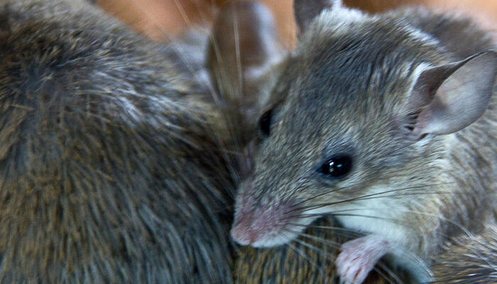 <p>Disinfestazione Topi</p>
